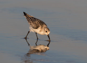 The western sandpiper (Calidris mauri) feeding on the sunset beach, Galveston, Texas