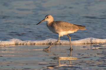 Willet (Tringa semipalmata) walking and looking for a food on the Galveston's Island, Texas, USA