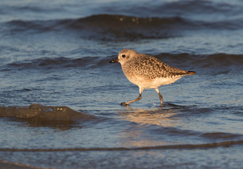 Black-bellied plover (Pluvialis squatarola) in winter plumage running over beach