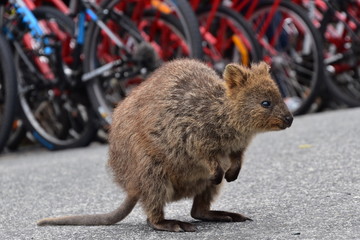 Quokka in Rottnest Island, Western Australia