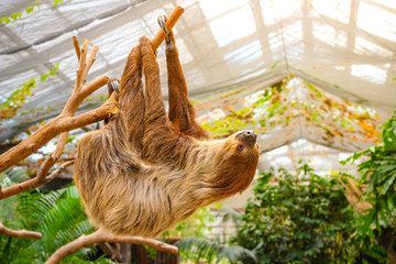 cute and lazy furry sloth hanging on the tree © Akkharat J.