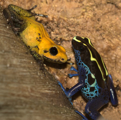 Black-legged Poison Dart Frog (Phyllobates bicolor) sitting with   Dendrobates tinctorius,  Dyeing Poison-arrow Frog, Close Up