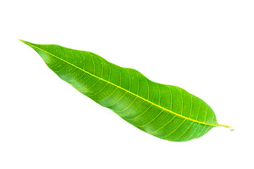 Mango leaf on a white background