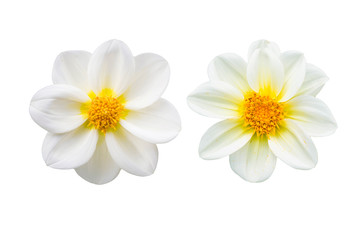 collection white chrysanthemum isolated on white background.