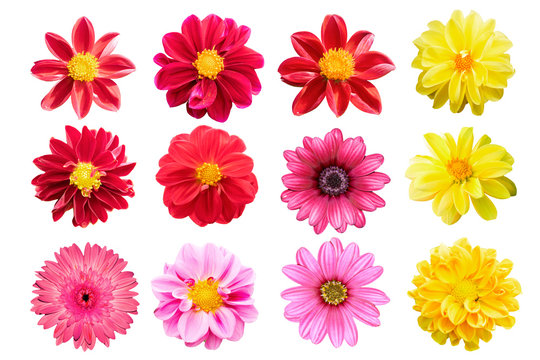 collection red chrysanthemum isolated on white background