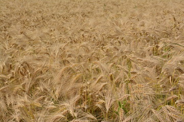 Field with standing barley. Flowered boots. Grain field. Blond colored. Belgium.