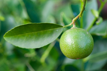 Green limes on a tree. Lime is a hybrid citrus fruit, which is typically round, its containing acidic juice vesicles. Limes are excellent source of vitamin C.