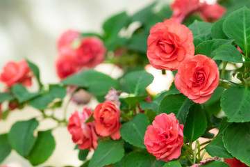 Red rose flower in garden.