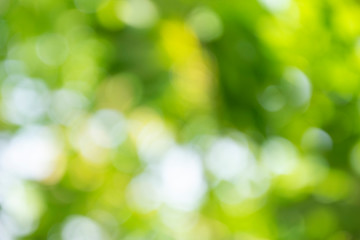 Obraz premium Bokeh background. Element of design.Natural green blurred background.