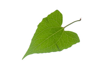 Green leaf on a white