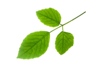Fototapeta na wymiar Green leaf on a white