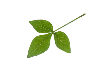 Green leaf on a white