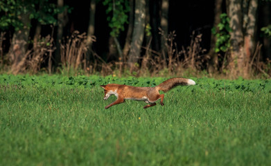 beautiful fox in forest meadow goes on mice hunt 