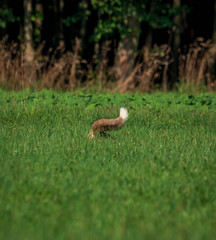 beautiful fox in forest meadow goes on mice hunt 