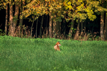 beautiful fox in forest meadow goes on mice hunt 