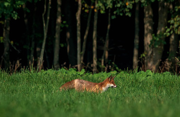 young fox in forest meadow eats a mouse