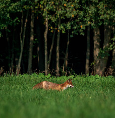 young fox in forest meadow eats a mouse