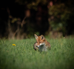 beautiful fox in forest meadow goes on mice hunt 