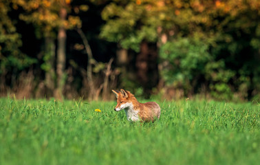 beautiful fox in forest meadow goes on mice hunt 