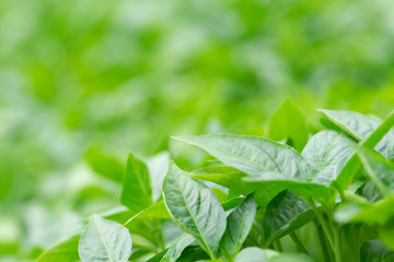 Organic farming, seedlings growing in greenhouse.