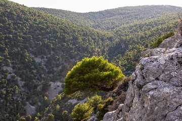 Mountain landscape with a lonely pine tree on a cliff in evening time. 