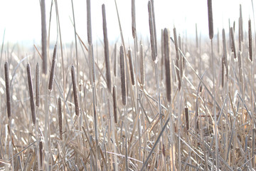 Dry Reed
