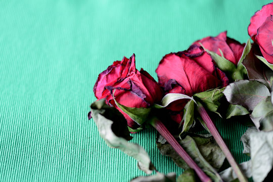 Red wilted roses on a green textile background close-up