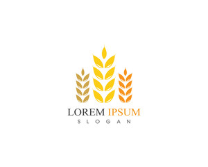 Wheat rice agriculture logo design icon vector template