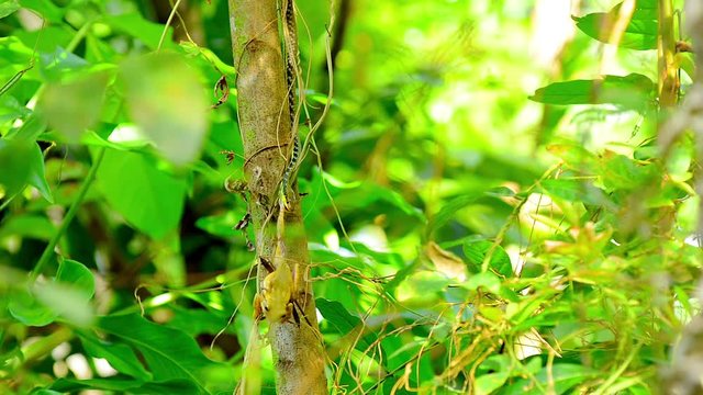 Bronzeback Snake Eating A Frog, Philippines