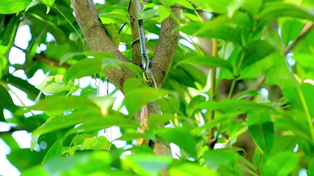 Bronzeback Snake Eating A Frog, Philippines