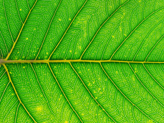 texture of leaf green colors, abstract green background.