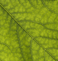 texture of leaf olive green colors, abstract green background.