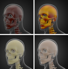 3d rendering illustration of skull anatomy
