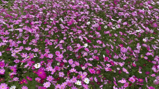 コスモス コスモス畑 秋 フィックス パンアップ パンダウン v04_00387(IMG_3975)