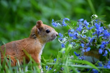 Naklejka na ściany i meble Squirrel sitting in blue flowers