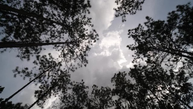 View up or bottom view of pine trees in forest in sunshine. Royalty high-quality free stock video footage looking up in pine forest tree to canopy. Lush green foliage, trees, sunlight upper view