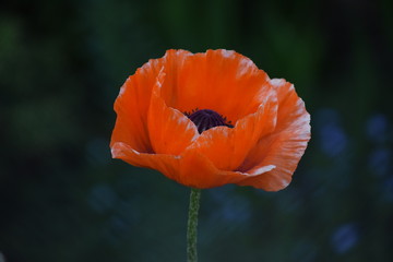 Red poppy on dark background