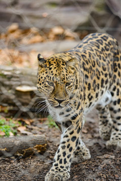 an angry female cheetah crawling leopard africa safari park