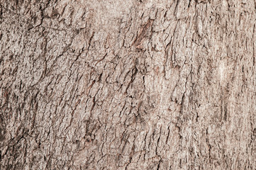 Old grungy wood bark tree trunk background natural  texture