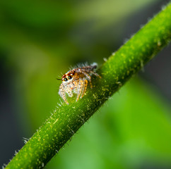 Beautiful closeup jumping spider on fresh green plant