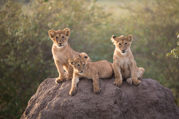 Three lion cubs on a termite mound