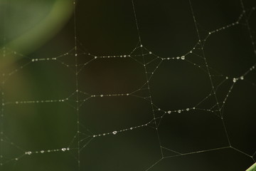 Close up shot of spider web with rain drops / dew drops on the garden / green blured background. rain drops / dew drops on the spider web