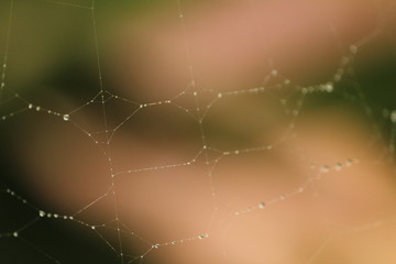 Fototapeta na wymiar Close up shot of spider web with rain drops / dew drops on the garden / green blured background. rain drops / dew drops on the spider web