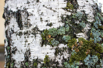 The birch tree. Close up view of Birch bark for background texture.