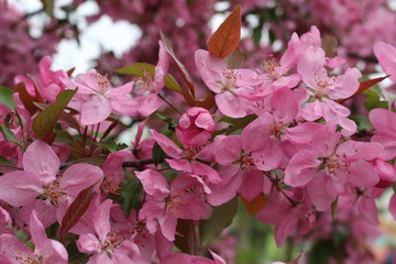  Bright pink flowers bloomed on a tree in spring.