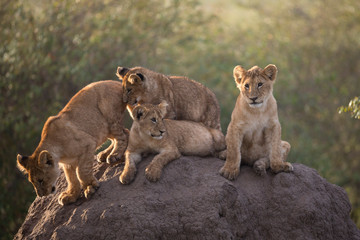 Fototapeta na wymiar Lion cubs playing on a termite mound