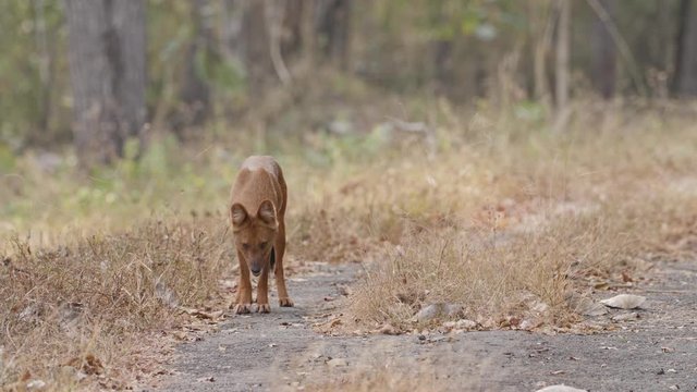 Wild dog (dhole)