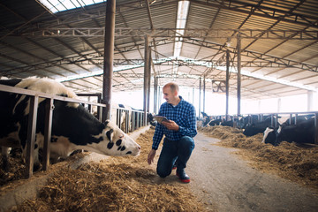 Farmer and cows at dairy farm. Cattleman holding tablet and observing domestic animals for milk...