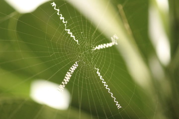Close up shot of single spider web on the garden / green blured background without spider