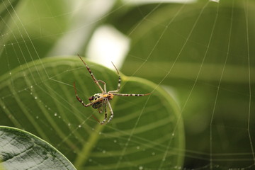 Close up shot of spider / garden spider build / making the spider web on the leafs on the garden / green background